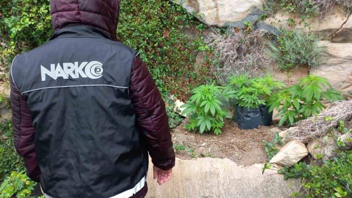 Dağlık Arazide Ekili 110 Kök Kenevir Ele Geçirildi