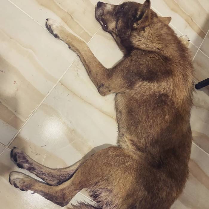 Av Tüfeği İle Vurulan Köpeğin Vücudunda 100’den Fazla Saçma Tespit Edildi