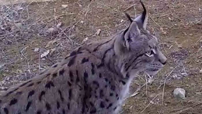 Bozkırın Yaban Hayatı Fotokapanda