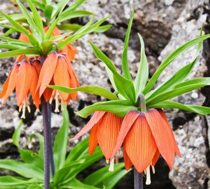 Cebinizde 244 Bin Lira Olmadan Bu Çiçeği Kopartmayın