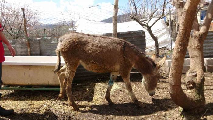 Depremde Yaralanan Ve Tatvan’da Tedavi Edilen Sıpa Sahiplendirildi