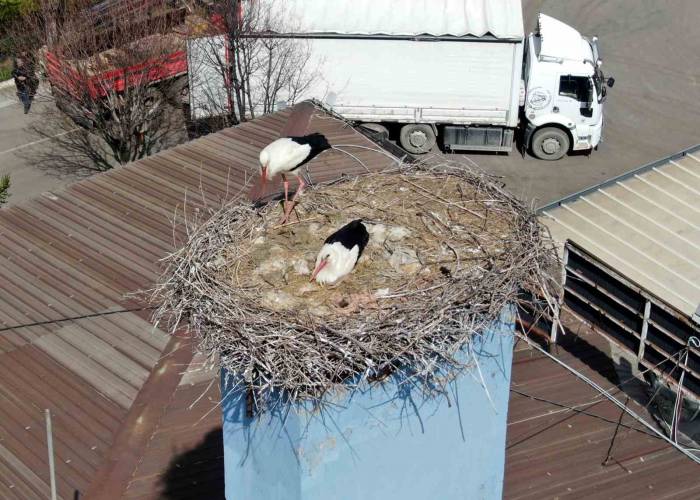 Dev Şirketin Sevimli Misafirleri Bu Yılda Huzurlu Yuvalarına Kavuştu