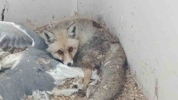 Yaralı Yaban Hayvanları Van’daki Rehabilitasyon Merkezinde İyileştiriliyor