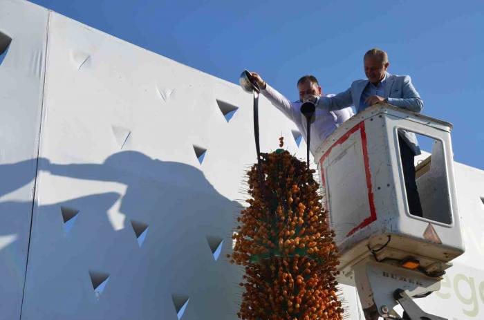 Didim Vegan Festivali’nde Yeni Rekor Denemesi Yapıldı