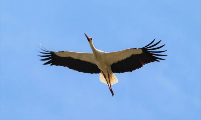 Aydın’da Leylek Sayımları Tamamlandı