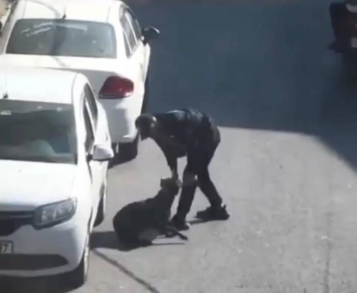 Beyoğlu’nda Köpeğe Eziyet Eden Şahıs Gözaltına Alındı