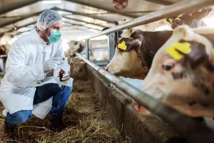 Hayvan Pazarları Değil Hareketliliği Açıldı