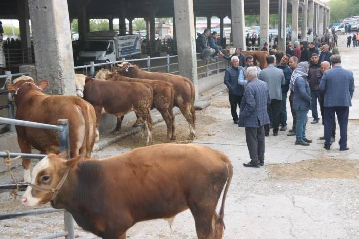 Diyarbakır’da Sat-2 Serotipine Karşı 100 Binin Üzerinde Hayvan Aşılandı