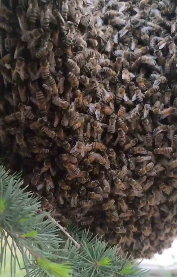 Elazığ’da Oğul Veren Binlerce Arı İlginç Görüntü Oluşturdu