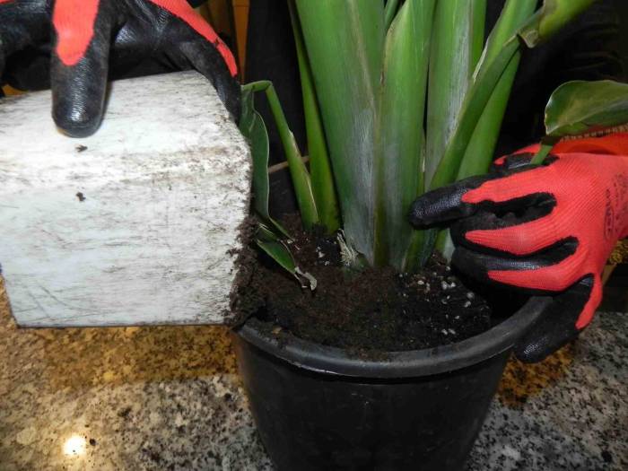 Baharla Birlikte Saksı Çiçeklerinin Toprak Değişimi Zamanı Geldi