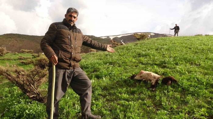 Kurtlar Sürüye Daldı, Onlarca Koyun Telef Oldu