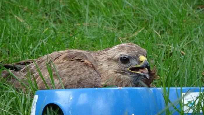 Bingöl’de Yaralı Bulunan Yavru Şahin Tedavi Altına Alındı