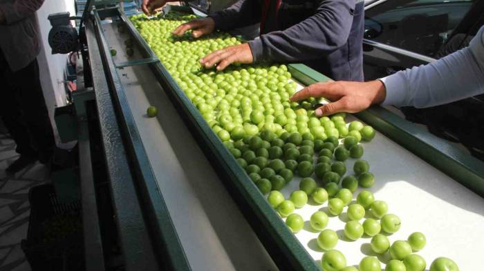 Mersin’de Açık Alanlardaki Bahçelerde Erik Hasadı Başladı