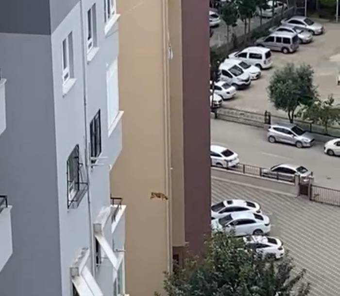 Ağır Hasarlı Binada Kurtarılmak İstenen Kedi Korkup Aşağı Atladı
