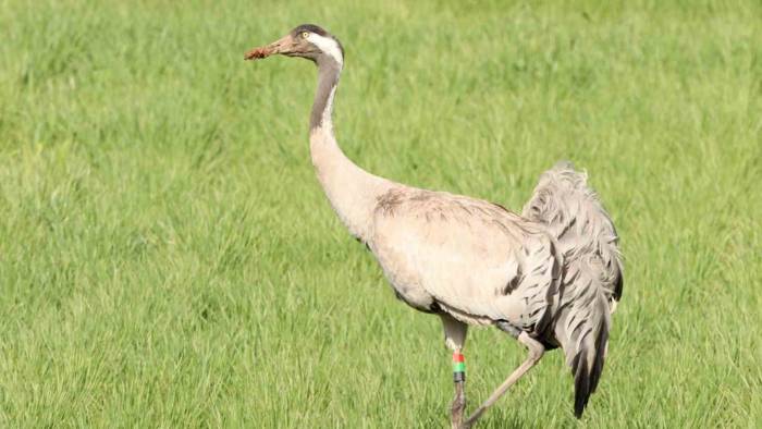 6 Yıl Önce Zara’da Görülmüştü, Bu Kez Farklı Bir Noktada Görüntülenip Sesi Kaydedildi