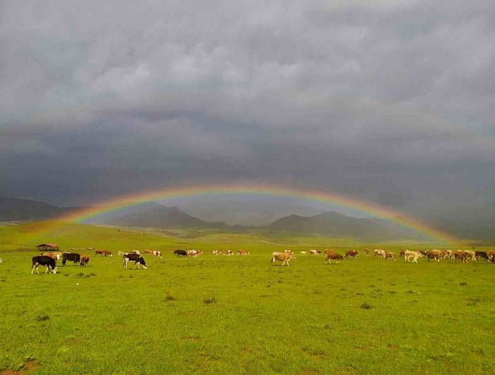 Merada Otlayan Hayvanlarla Bütünleşen Gökkuşağı Mest Etti