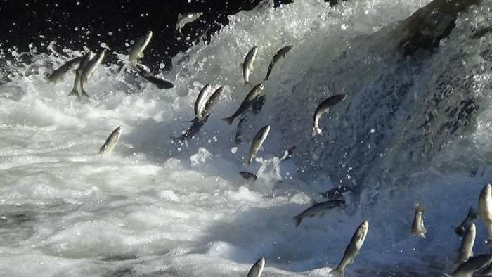 İnci Kefalinin Muhteşem Göçü Başlıyor