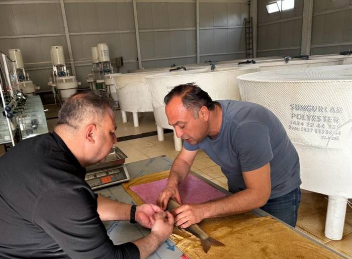 Elazığ’da Siraz Balığı Üretim Çalışmaları Başladı