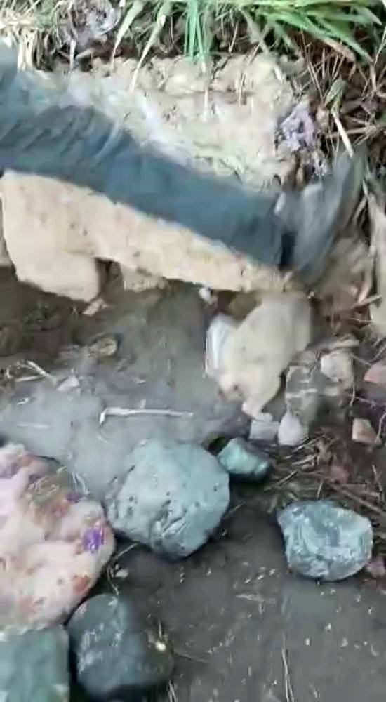 Hatay’da Köpeğe İşkence Kamerada