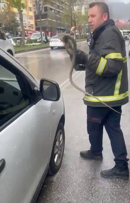 Yalova’dan Getirdiği Saksı Çiçeklerinin Arasından Yılan Çıktı
