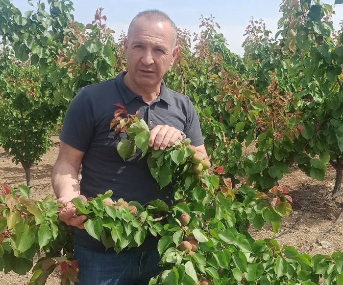 Erkenci Kayısılarda Akdeniz Sineği Kontrolleri Yapıldı