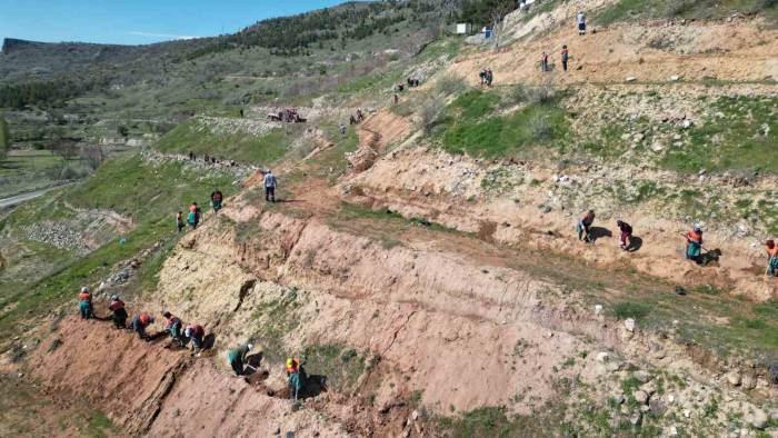 Kahveci Dağı Eteklerine 2 Bin Sedir Fidanı Dikiliyor