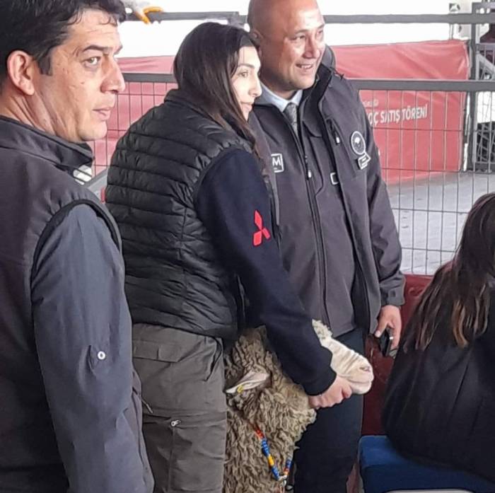 Karacabey Merinos Irkı Koç Rekor Fiyata Satıldı