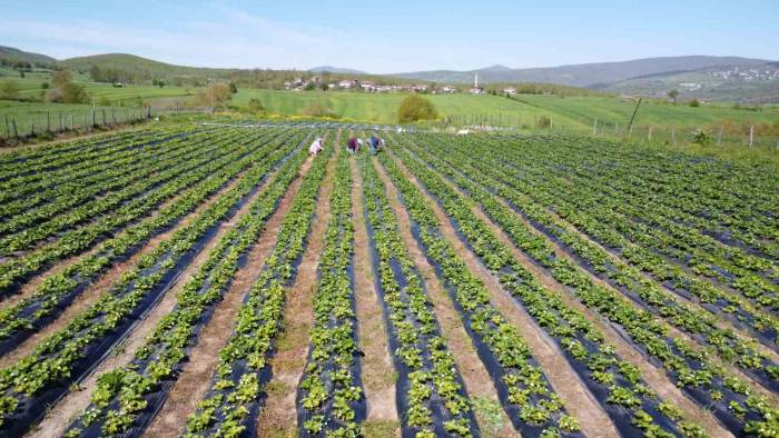Bu Çilek Yok Satıyor