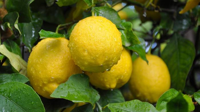 Limonda Hasat Sonu, Üreticide Ucuz, Markette Pahalı