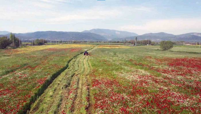 Büyükşehir Hasat Ettiği Kaba Yemi Ücretsiz Dağıtılacak