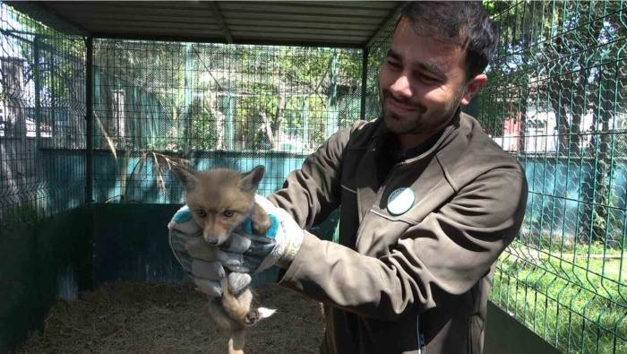 Yol Yapım Çalışması Sırasında Bulunan Yavru Tilki Koruma Altına Alındı