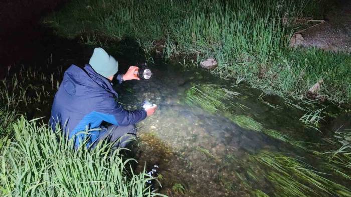 İnci Kefallerinin Eşsiz Gece Yolculuğu Başladı