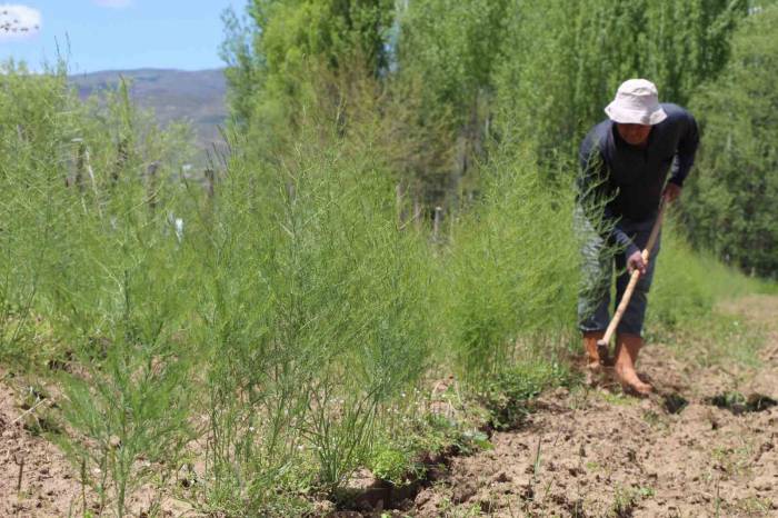 30 Yıllık ’kuşkonmaz’ Hayalini Gerçekleştirdi