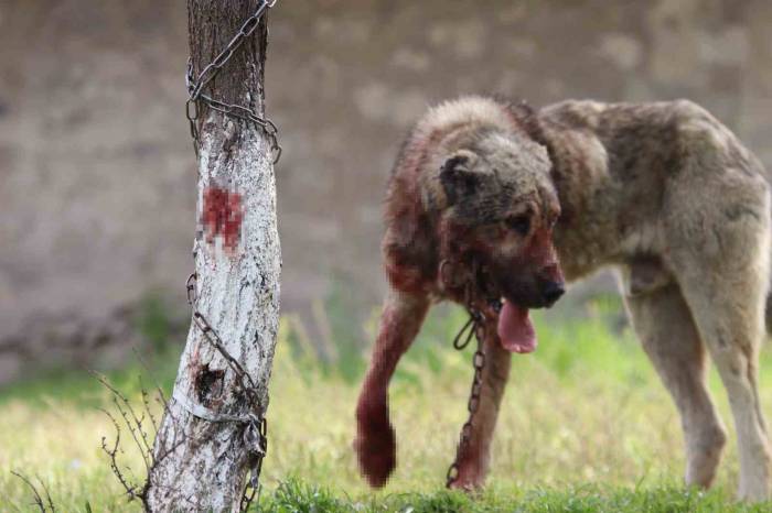 Sokak Köpeği Dehşet Saçtı: Önce Çocuğu Isırdı, Sonra Bir Başka Köpeği Boğdu
