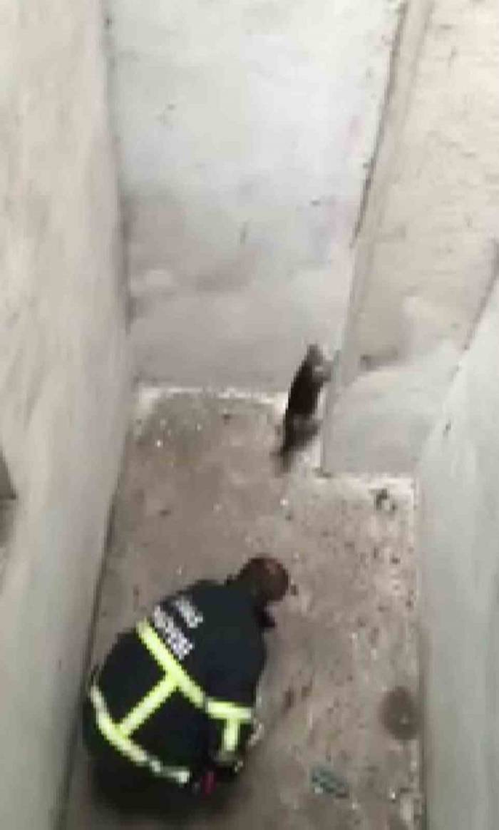 Yaramaz Kediyi Kurtarmak Hiç Kolay Olmadı