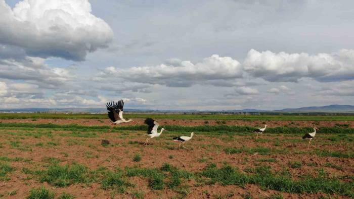 Doğada Sürü Halinde Gezen Leylekler Dikkat Çekti