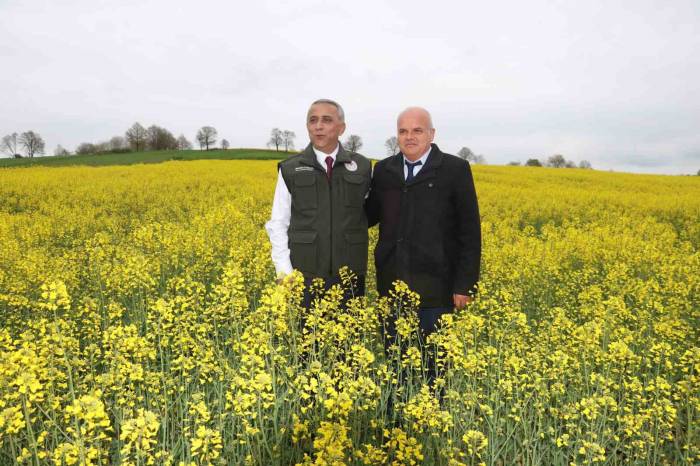 Kanolada ‘bakla Zınnı’ Mücadelesi