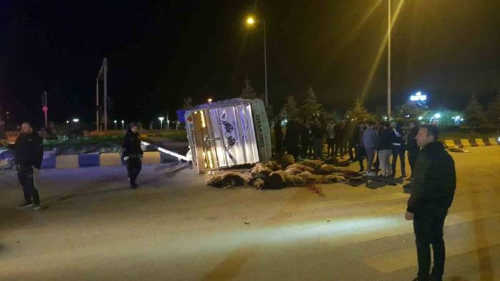 Cip İle Kamyonet Çarpıştı: 25 Hayvan Telef Oldu