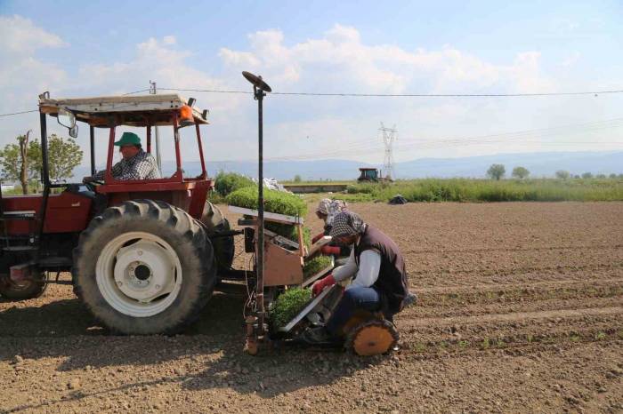 Efeler’de Domates Fideleri Toprakla Buluştu