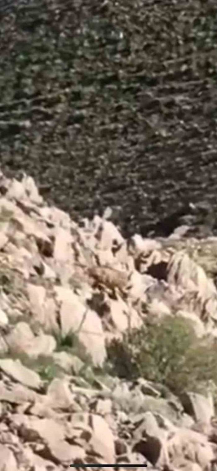 Elazığ’da Nesli Tükenmekte Olan Afrika-asya Sırtlanı Görüldü