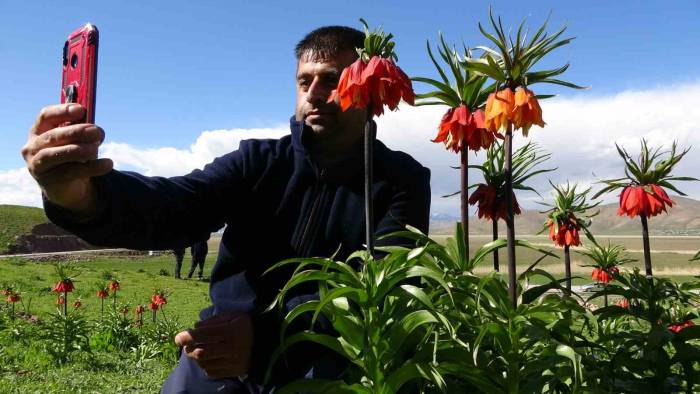 Yüksekova’da Ters Lalelere Yoğun İlgi