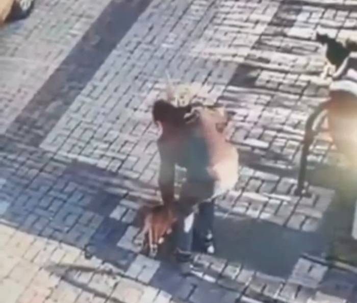 14 Yaşındaki Çocuk Kediyi Mala İle Dövdü