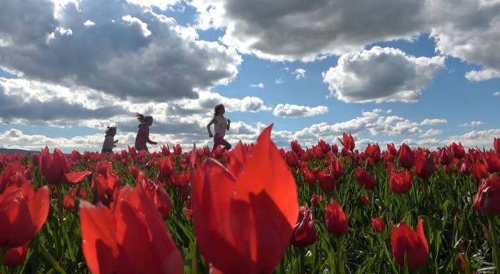 Muş Lalesini Korumak İçin Yıllardır Tarlasını Ekmiyor