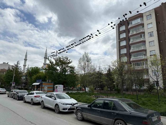 Kuşların Ekmek Büfesi Yanında Kırıntı Nöbeti