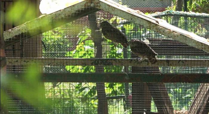 Yavru Baykuşlar Doğal Ortamına Salındı