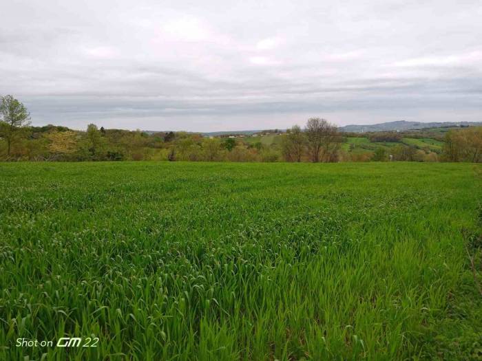 Sinoplu Ziraat Mühendisi Uyardı: “yanlış Buğday Tohumu Seçimi İlaç Kullanmak Zorunda Bırakıyor”