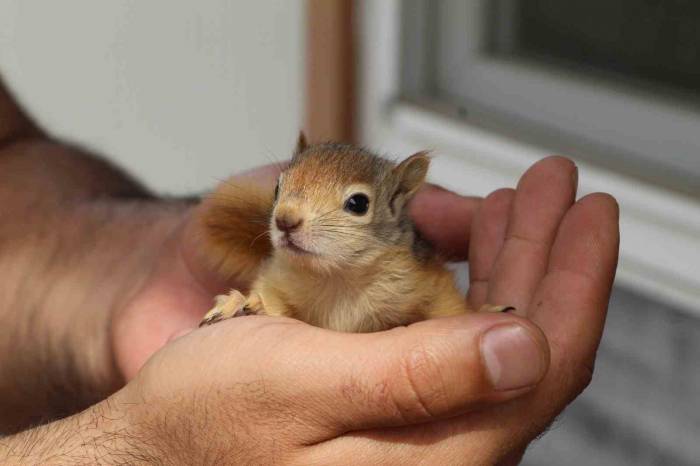 Tedavileri Tamamlanan Sincaplar Doğaya Bırakıldı