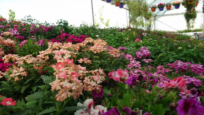 Rengarenk Çiçekler Tezgahları Süslüyor