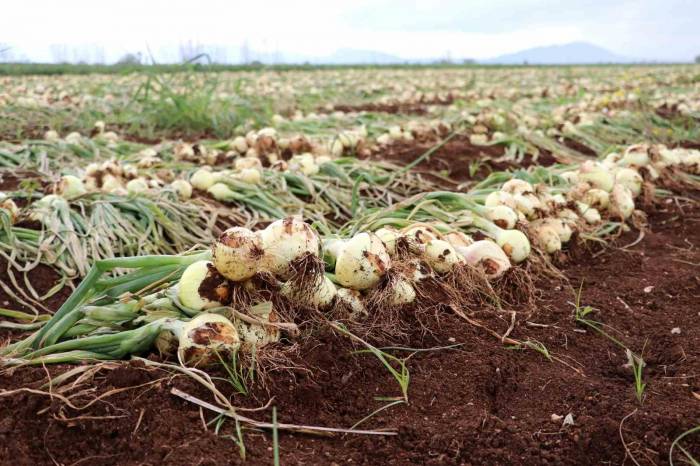 Soğan Fiyatları 6-7 Liraya Kadar Düştü, Ürünler Tarlada Kaldı