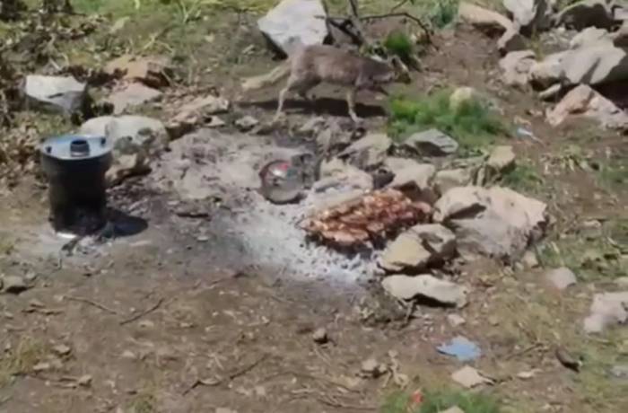 Davetsiz Misafir: Aç Kalan Tilki Piknikçilerin Yemeğini Yedi